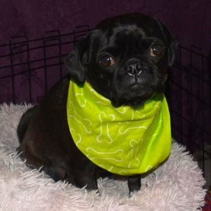 ❤️4 for $20 Lot of 2 Dog Cat Bandanas Exactly the same Lime Green Triangle Bones